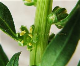 Flower with 6 tepals